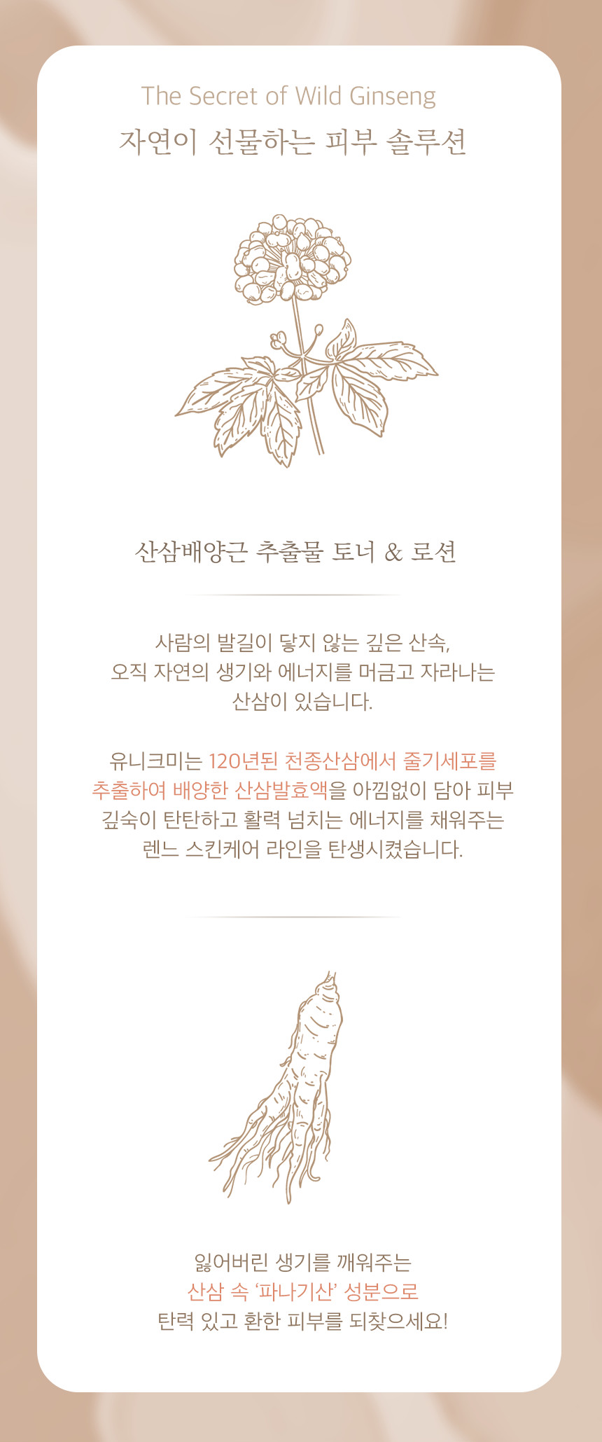[유니크미]와일드진생 안티에이징 로션