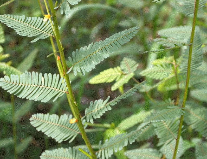 c6b3689f57c55a6d13d998470d99c4bc_1782454716_7391.gif