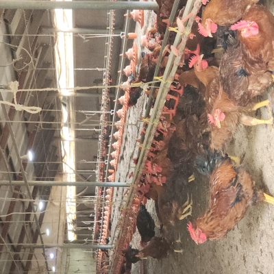 국내산 홍삼먹인 토종삼계탕 800g