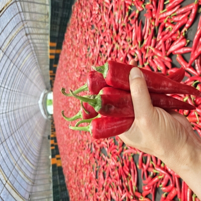 25년산 신초 손맛채움 태양초 고춧가루 500g