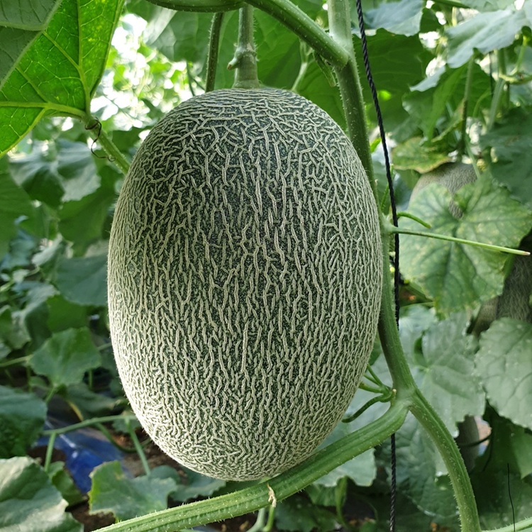 [에제르농원] 산지직송 고당도 설탕아삭 하미과 멜론 6kg (4수)