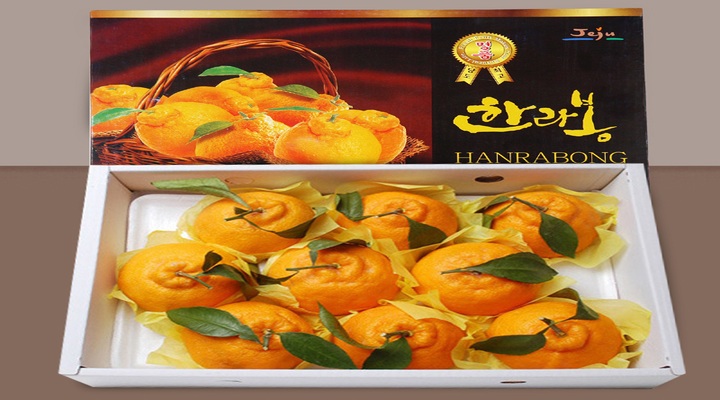 [더기다림 과일] 한라봉 선물세트 3kg(7~11과)