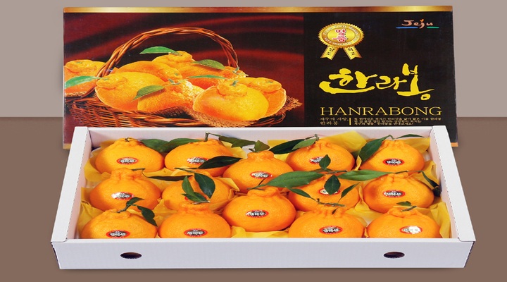 [더기다림 과일] 한라봉 선물세트 5kg(11~16과)