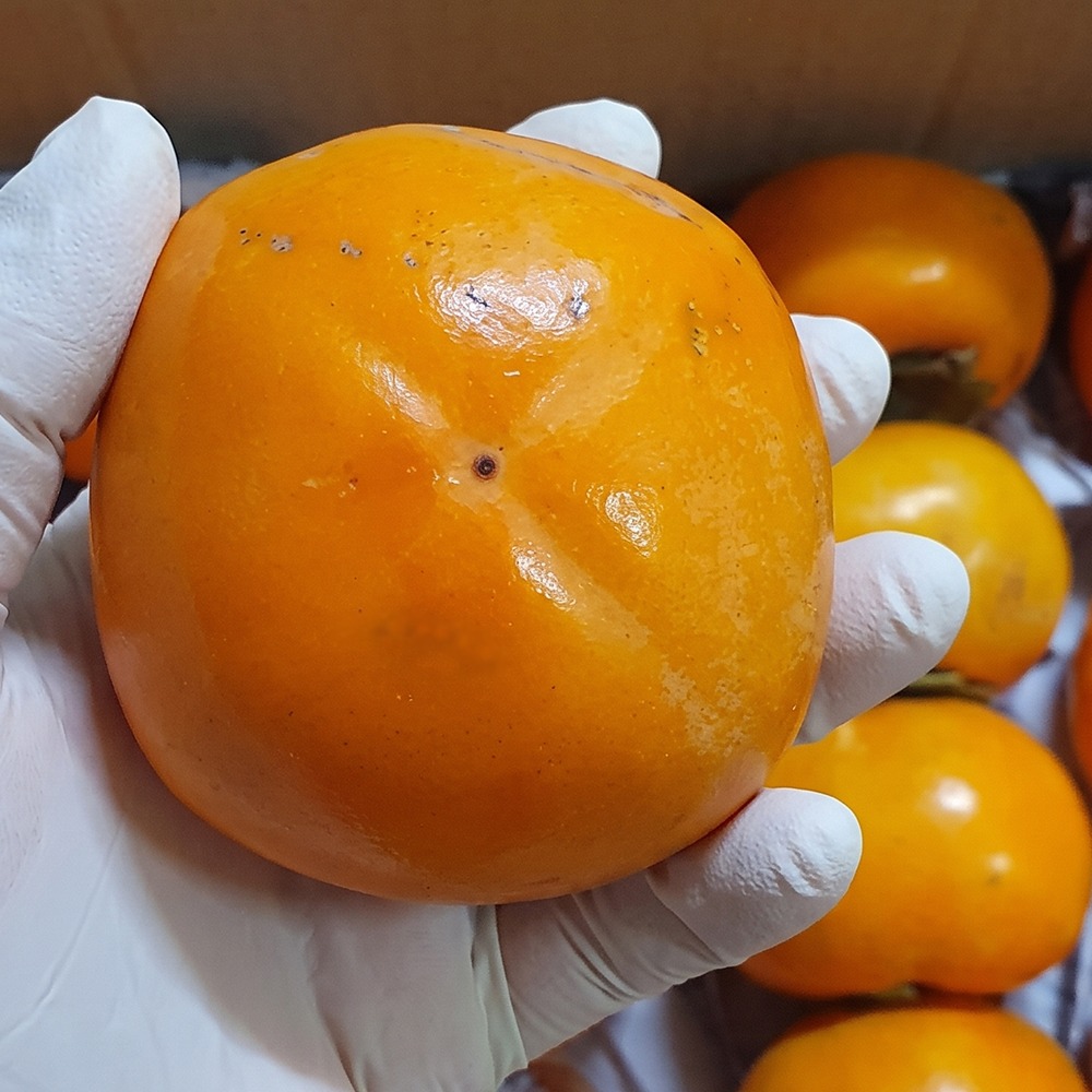 [외할머니밥상] 가정용 부유단감 대과 10kg (27-46과내외)