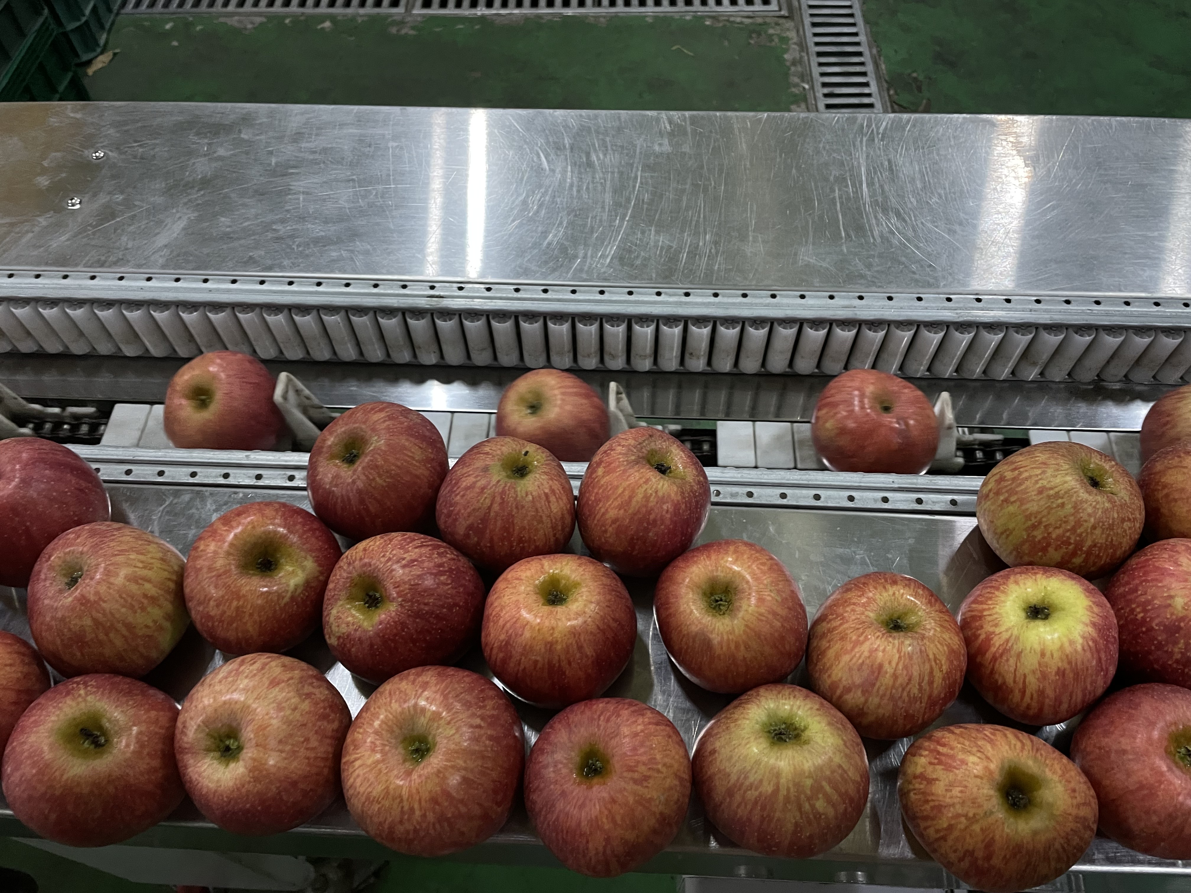 오존수 세척사과 부사 중과 2kg(14과 내외)