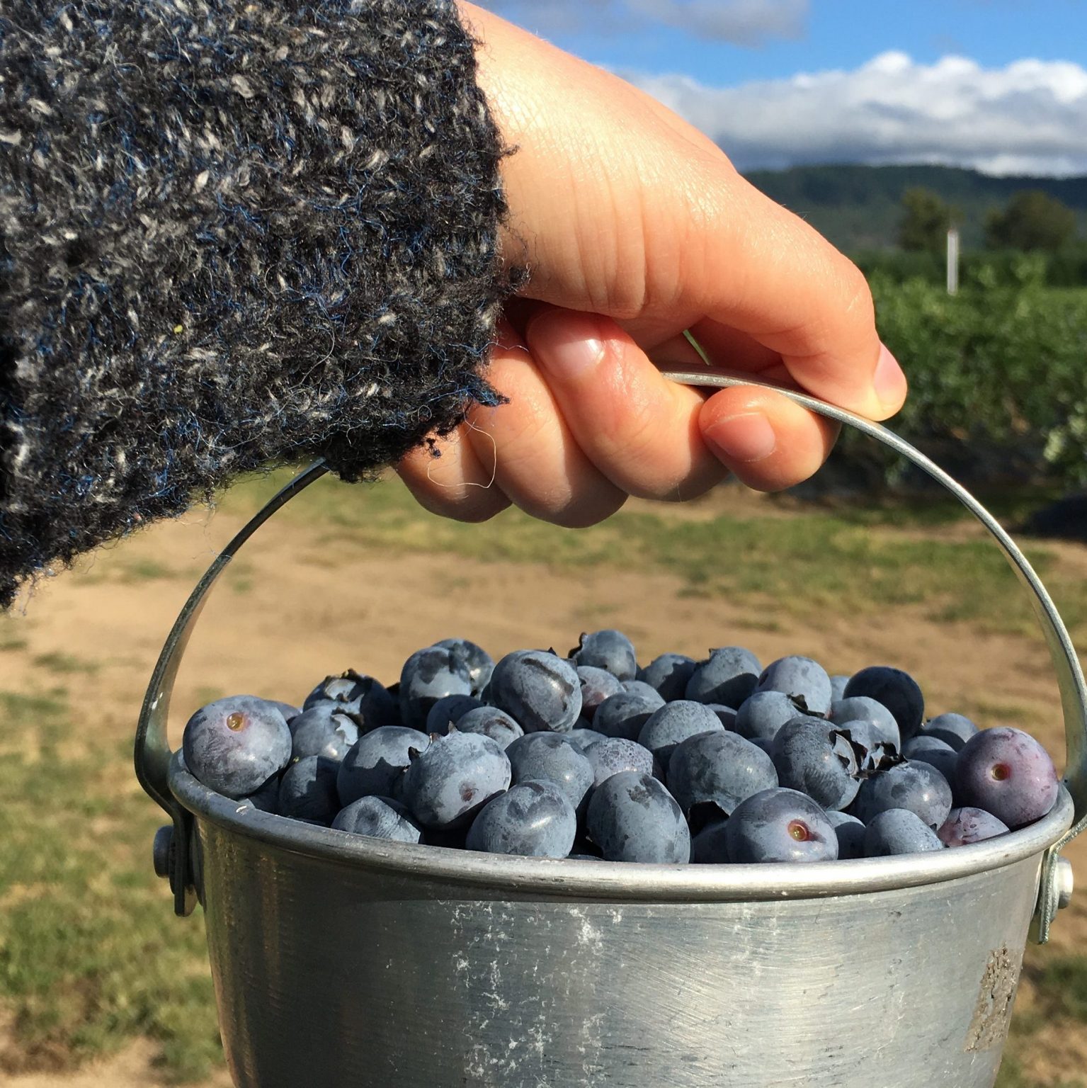 칠레산 생 블루베리 아이스박스 칠레산 생 블루베리 8통