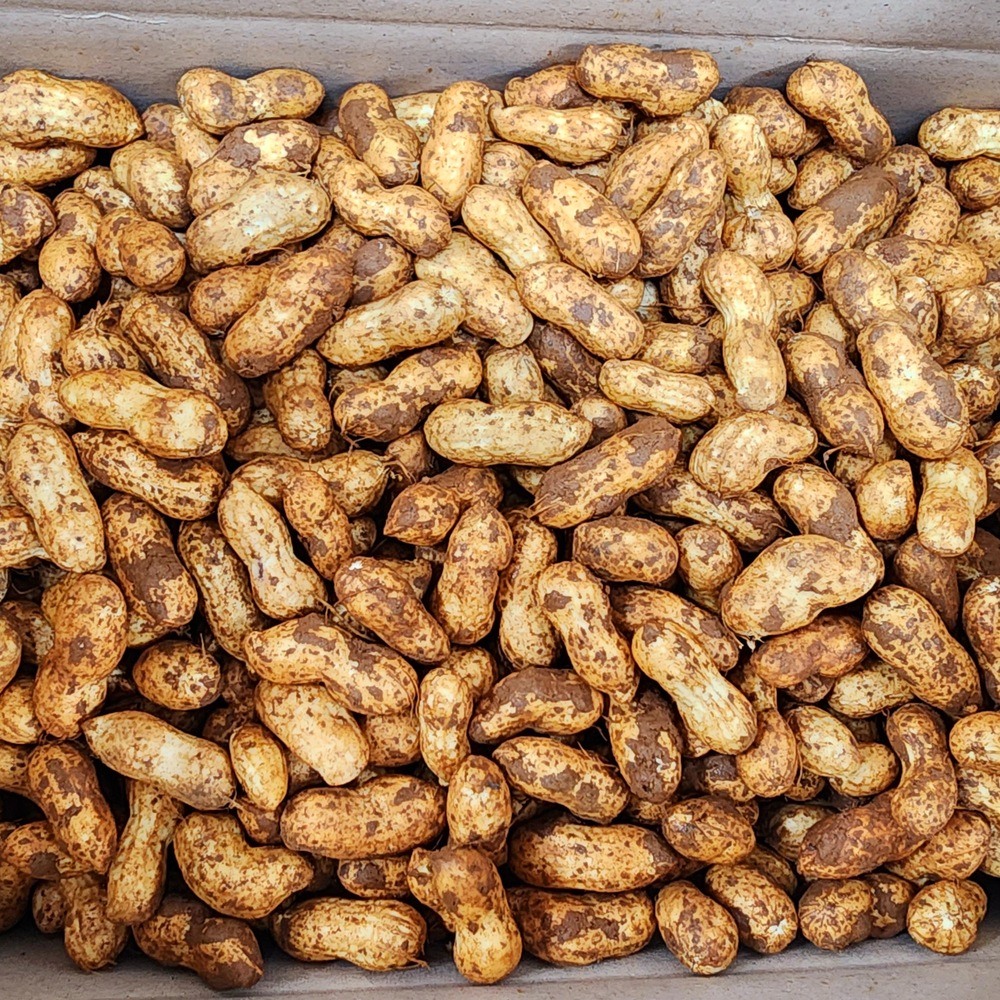 국내산 햇 피땅콩 3kg
