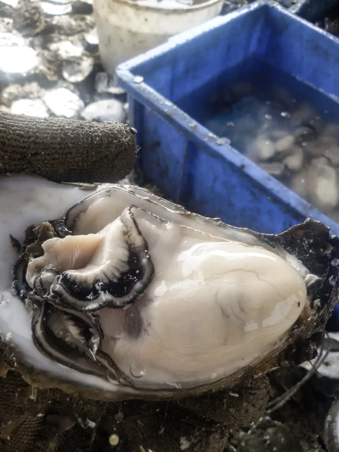 삼배체굴 3kg