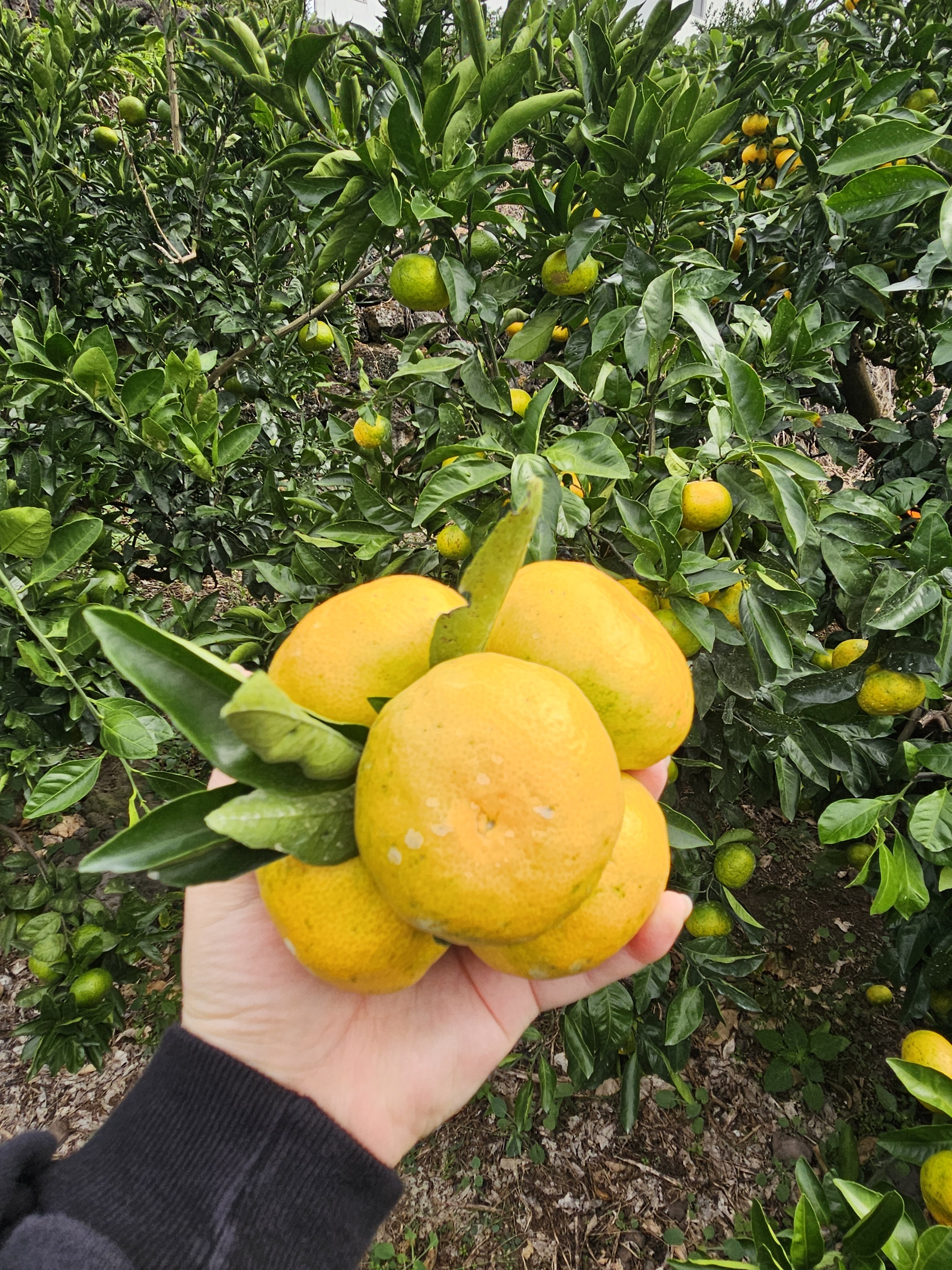 제주 극조생 감귤 극조생귤 중과(M-L) 2kg