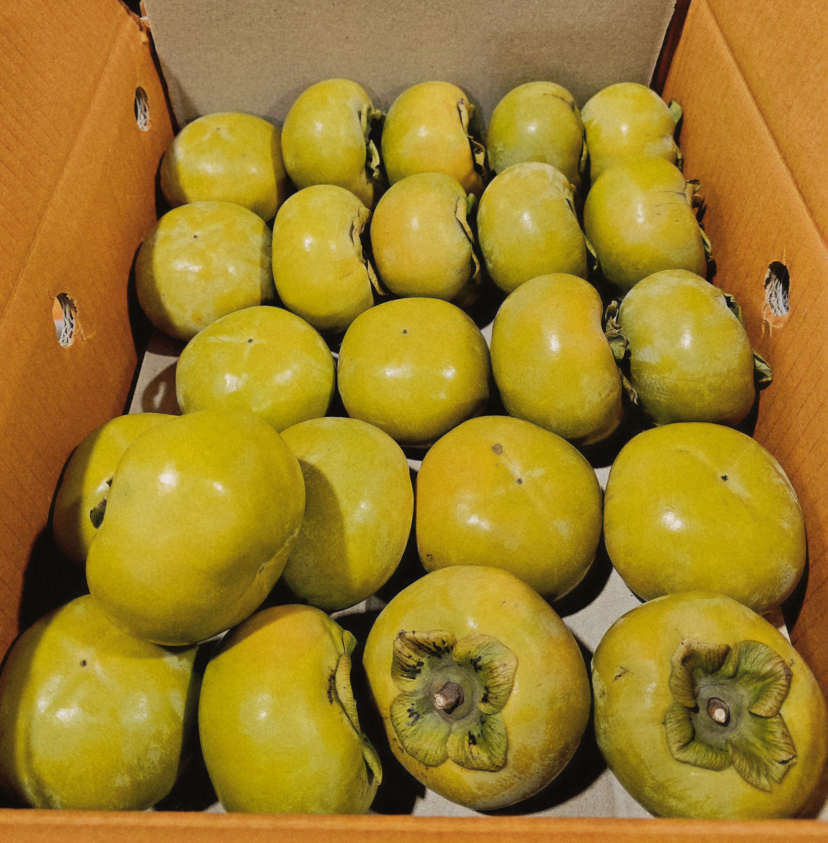 단감 정품 단감 대과 1.5kg (6과 내외)