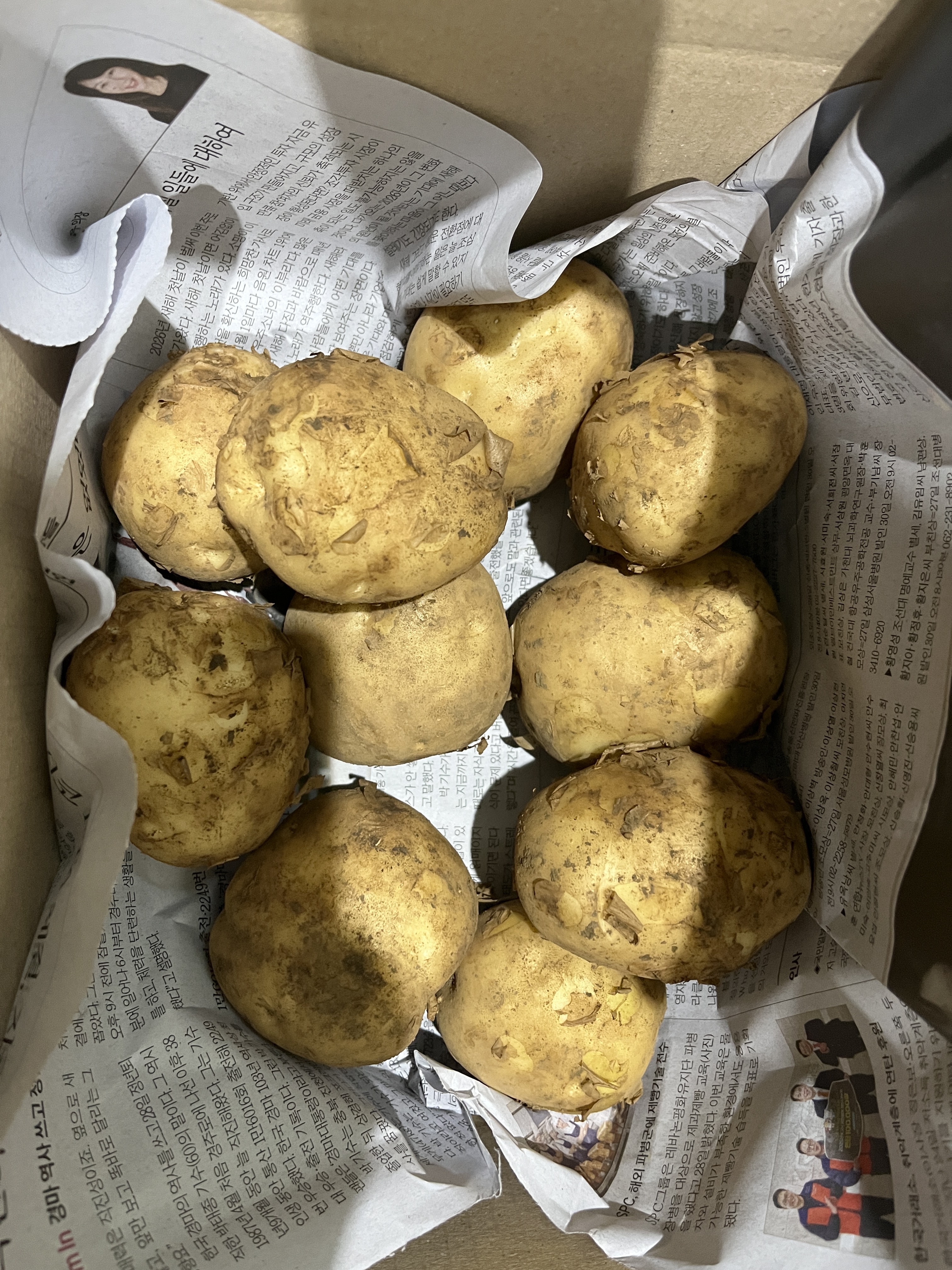 햇감자 10kg 중