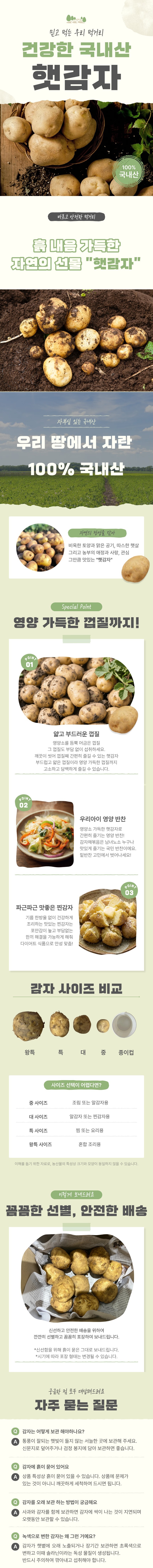 햇감자 5kg 대