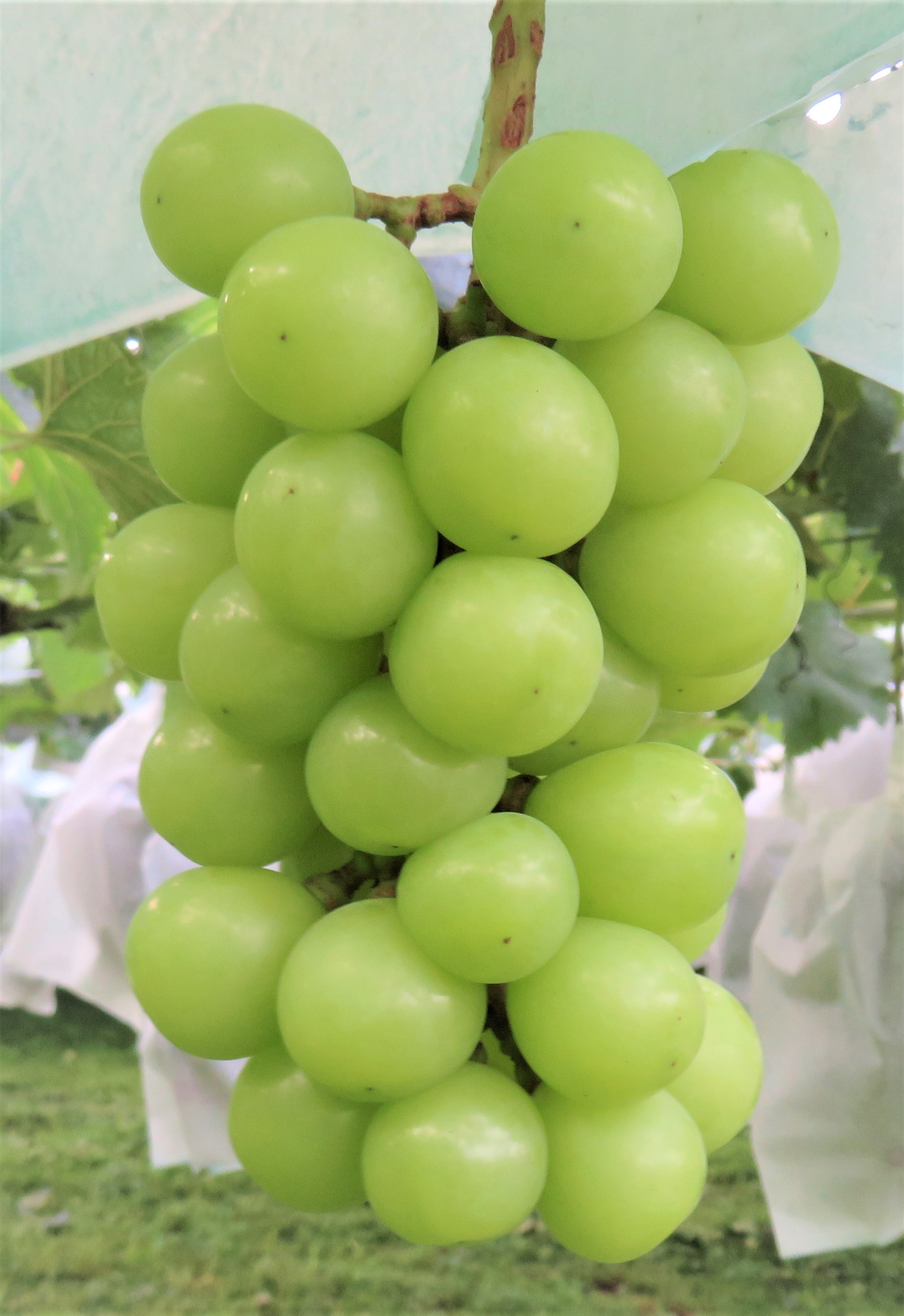 샤인머스켓 특품 샤인머스켓 1kg (2~3수)