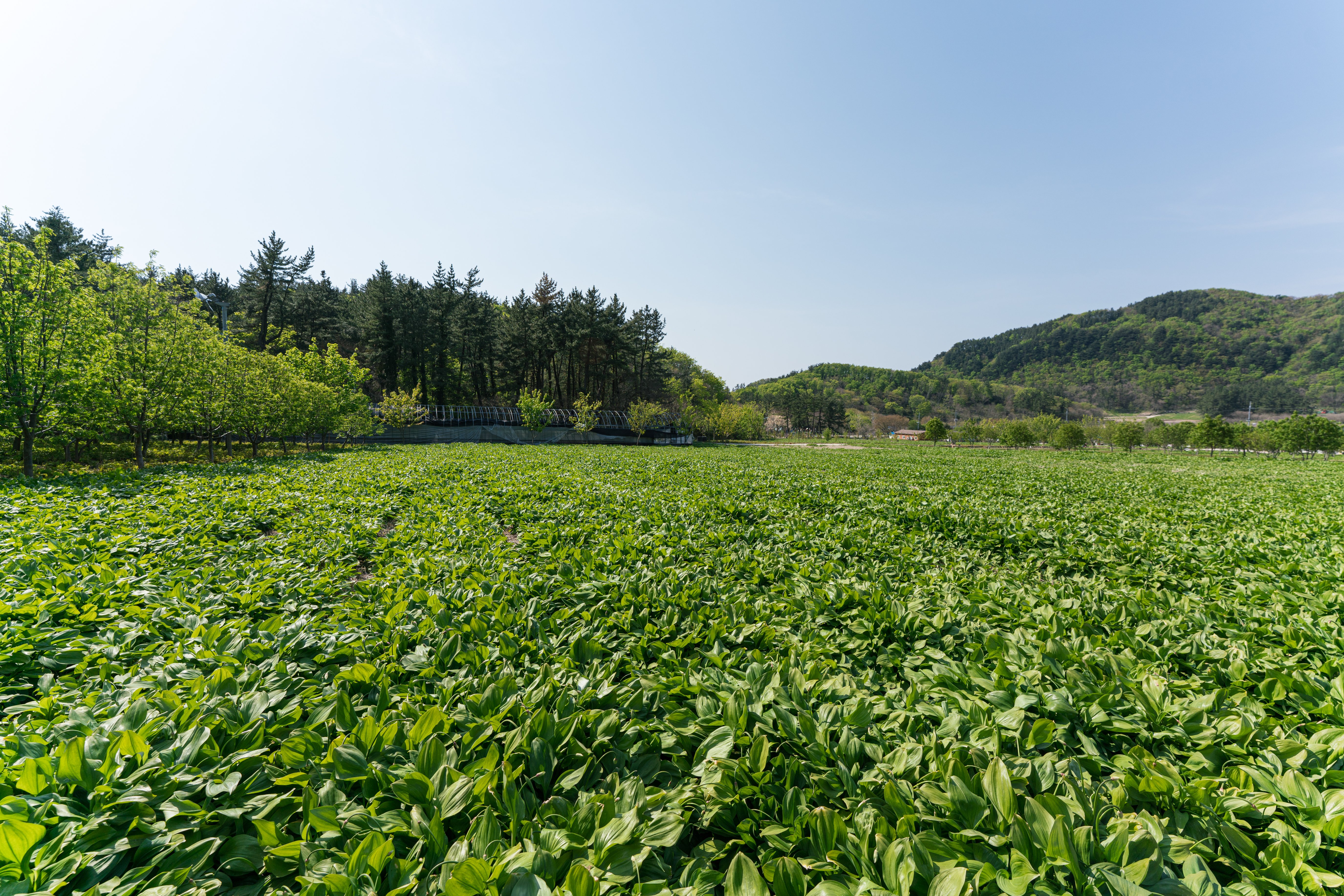 울릉도 명이나물 절임