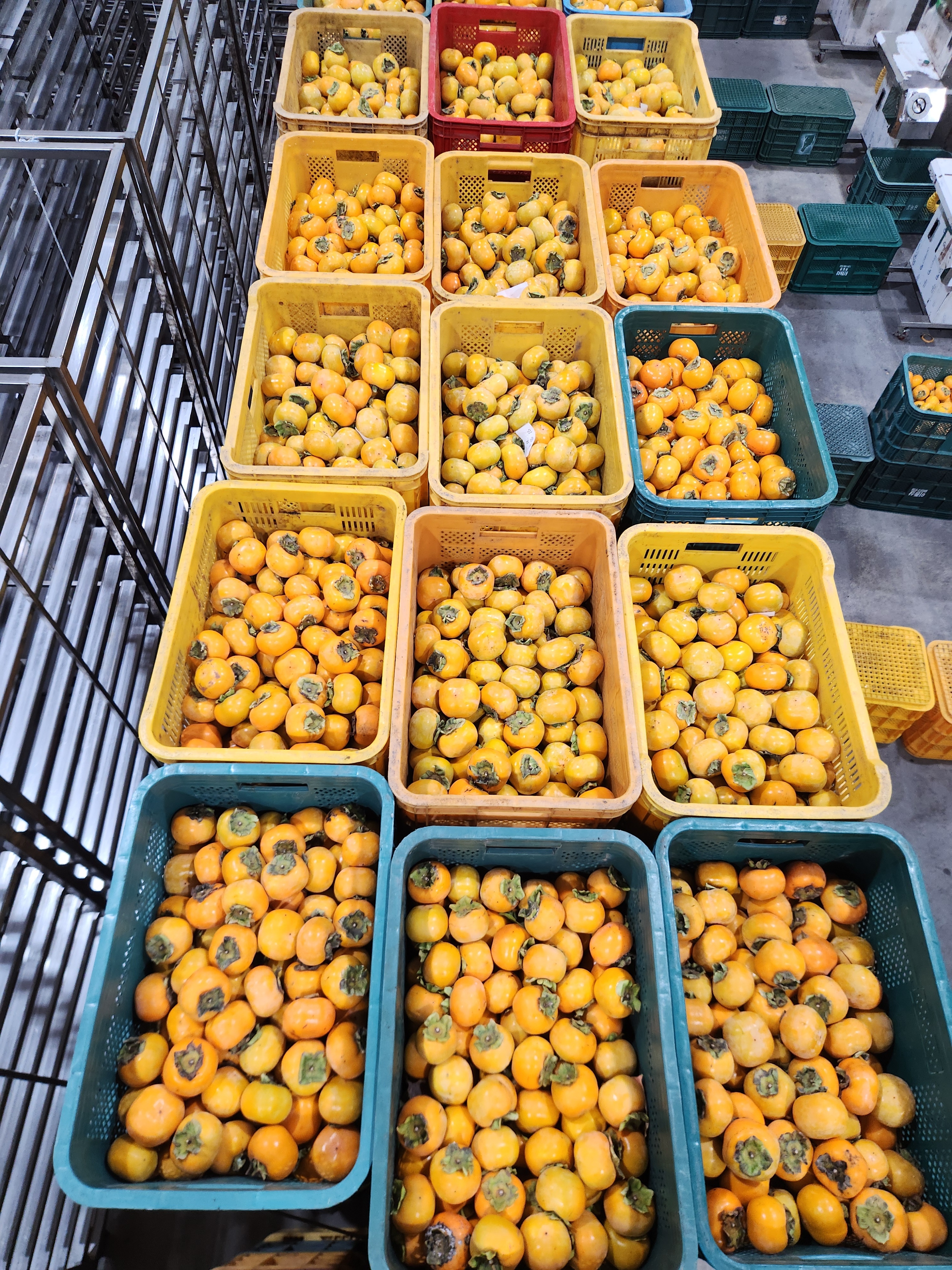 실속형 봉지 곶감 1kg(500g*2봉)
