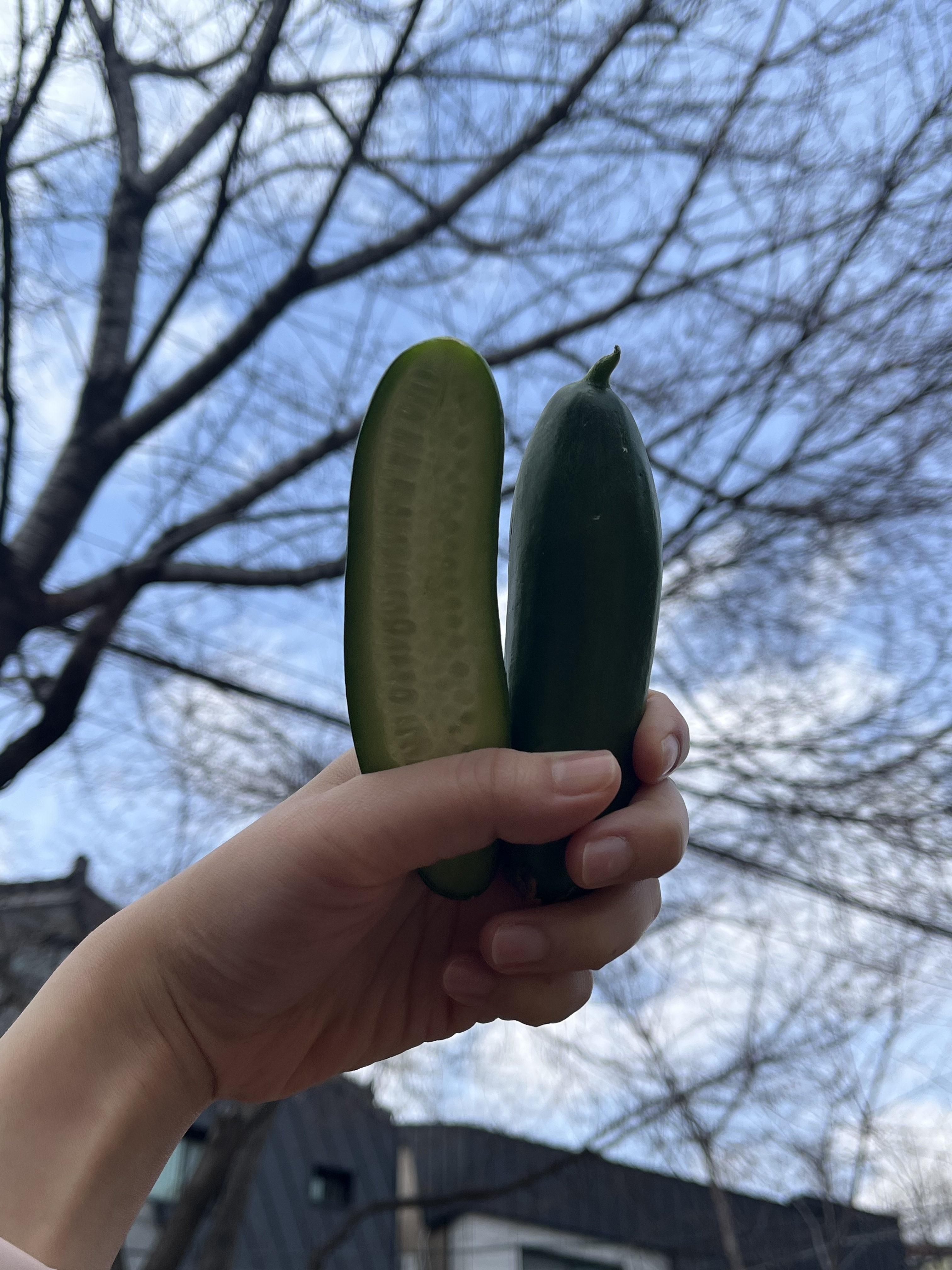 미니오이 1kg