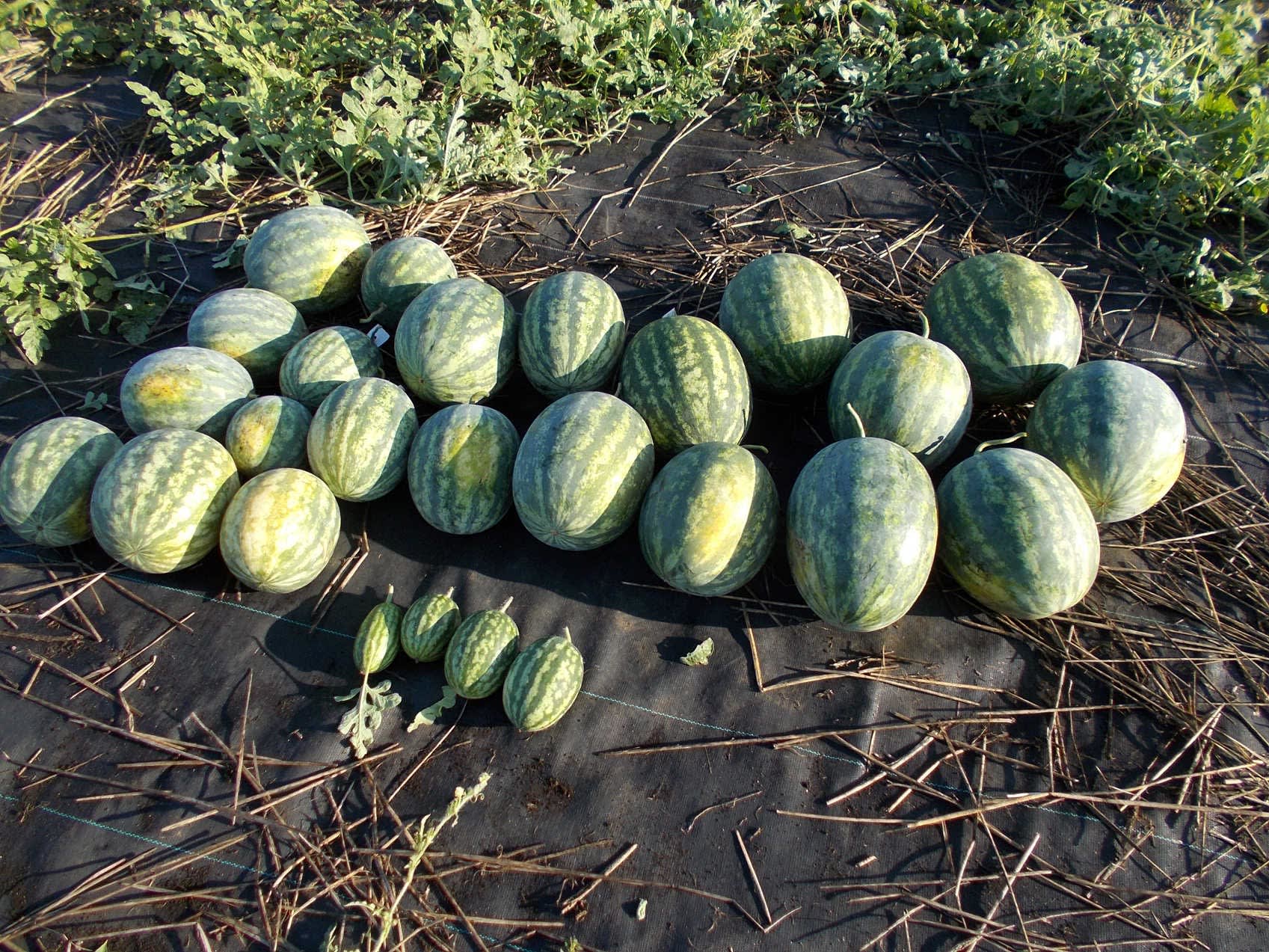 수박 5kg 내외