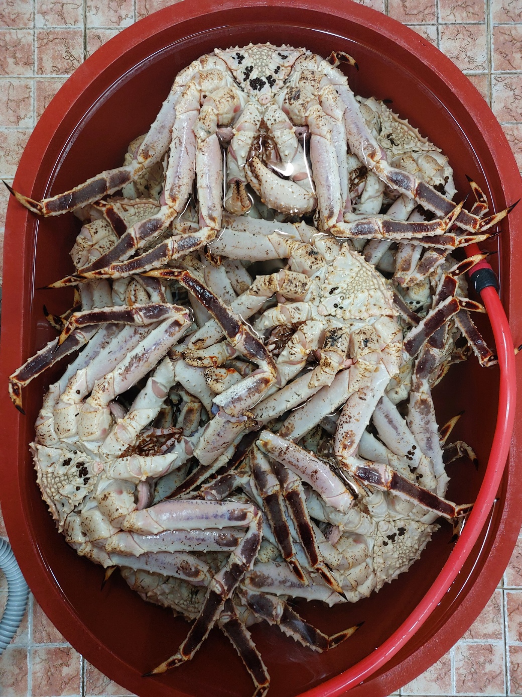 러시아 자숙 블루 킹크랩 블루 킹크랩 3kg