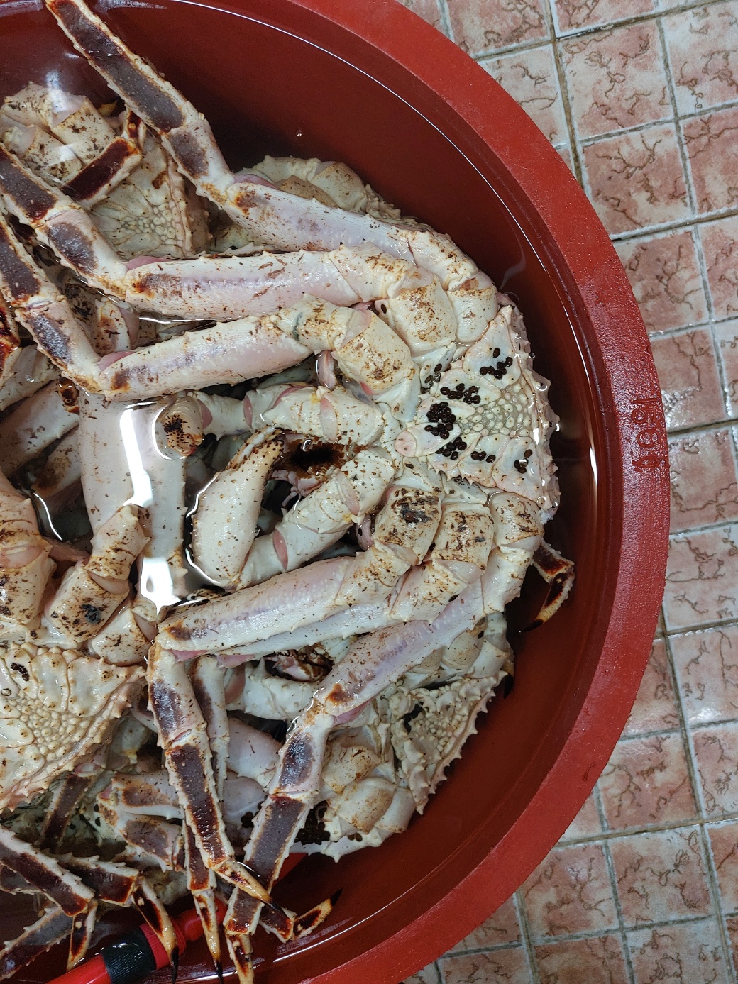 러시아 자숙 블루 킹크랩 블루 킹크랩 4kg