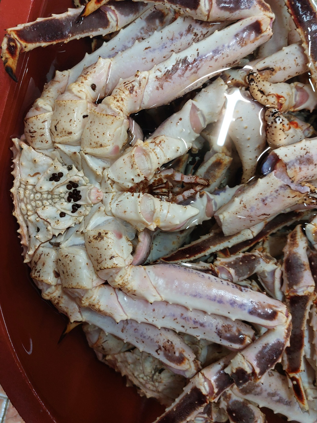 러시아 자숙 레드 킹크랩 레드 킹크랩 3.5kg