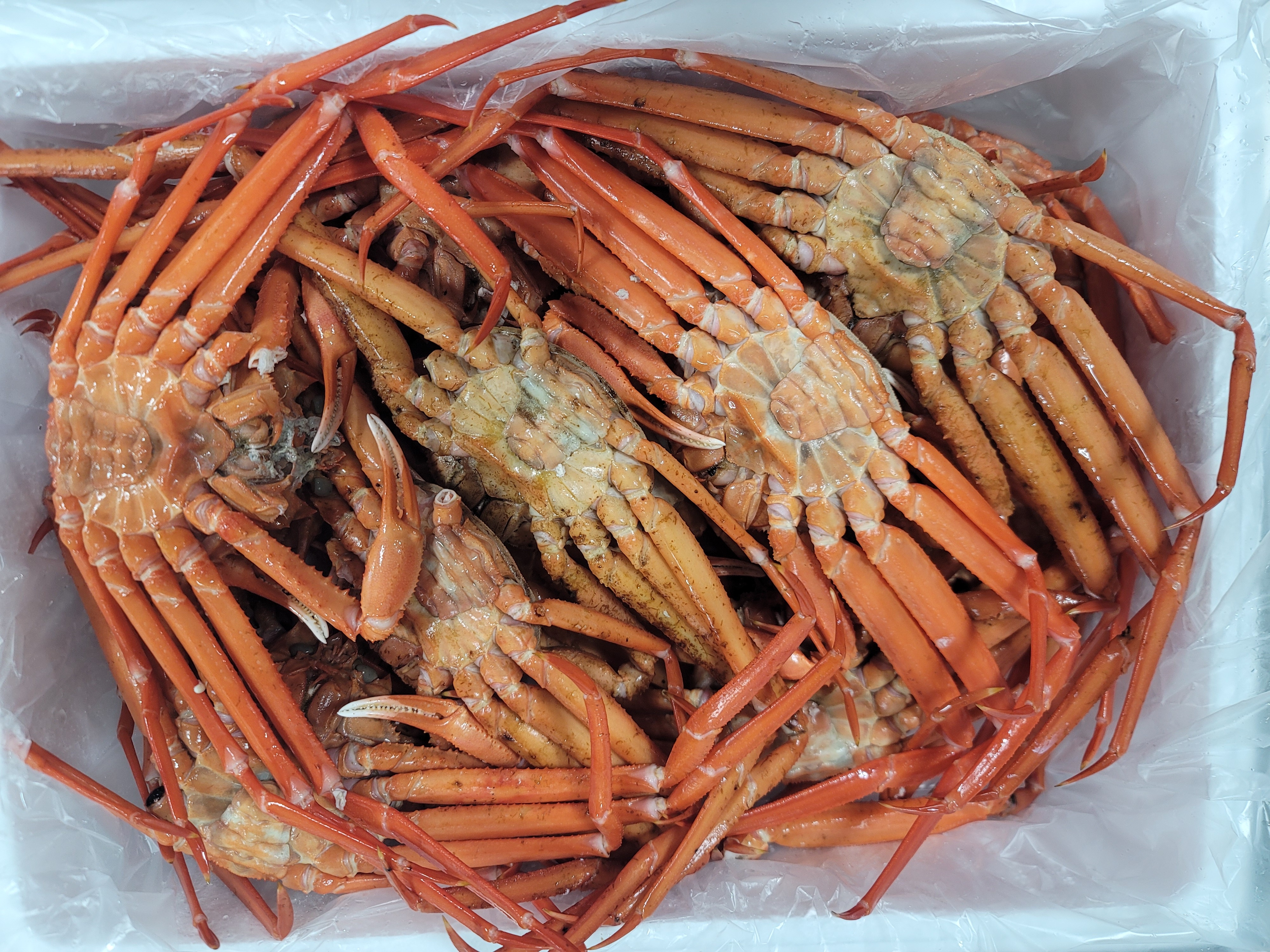 구룡포 자숙 홍게 4kg S급 8-11미