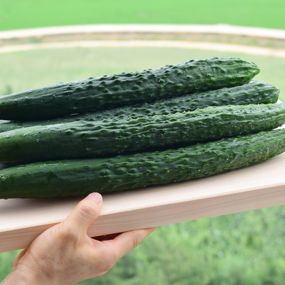 가시오이 2kg