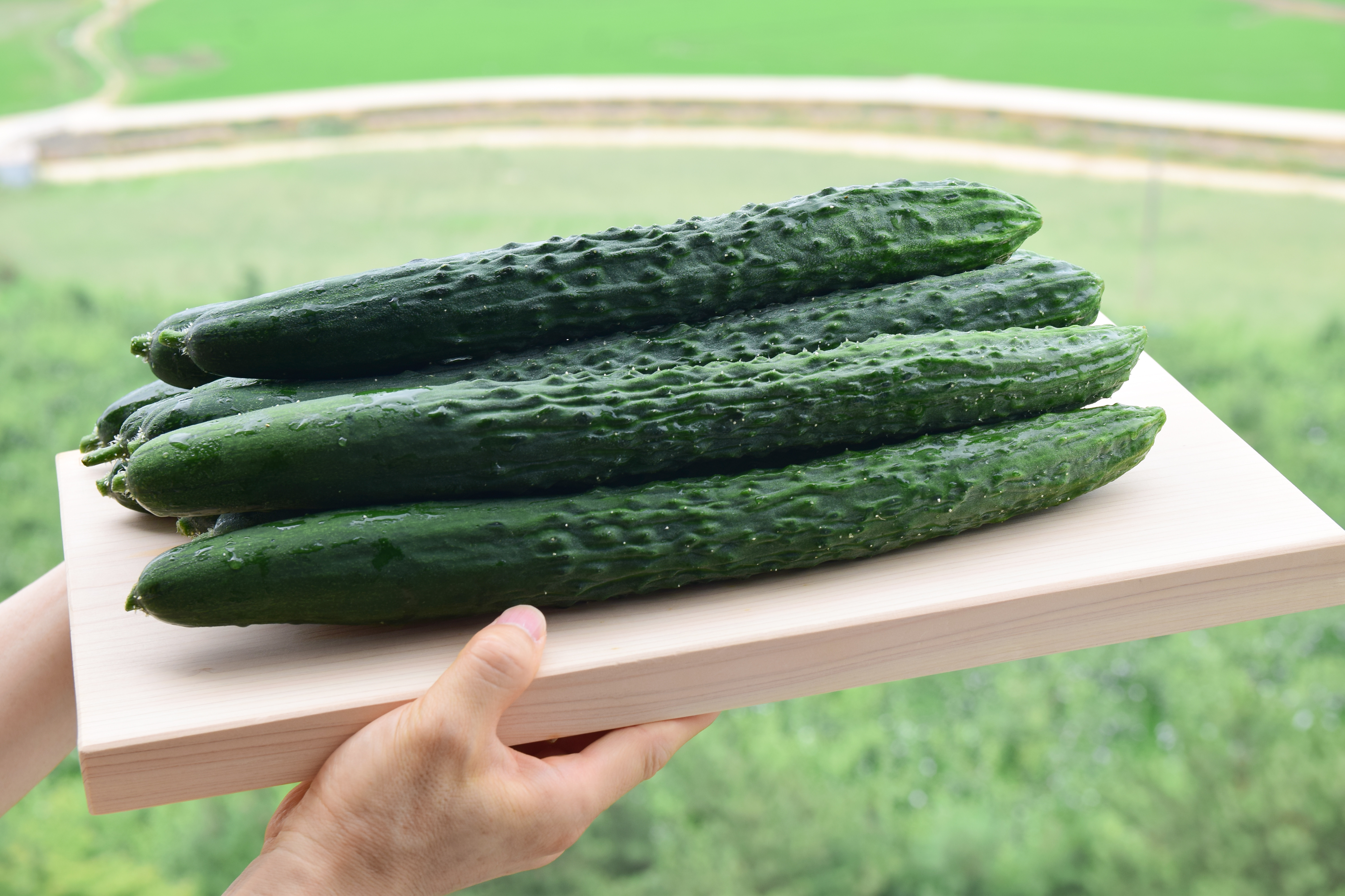 가시오이 2kg