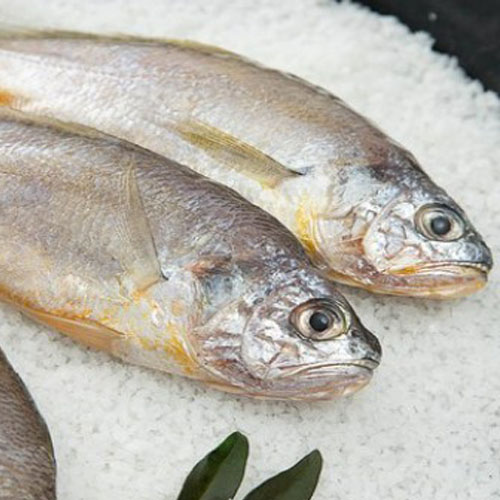 한올레 참굴비 10마리(80~100g/마리)